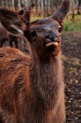 Animals - traditionally (since Aristotle) distinguished category of organisms, currently considered as a biological kingdom.