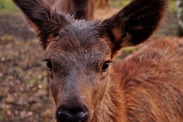 Animals - traditionally (since Aristotle) distinguished category of organisms, currently considered as a biological kingdom.