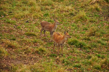 Animals - traditionally (since Aristotle) distinguished category of organisms, currently considered as a biological kingdom.