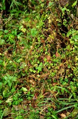 Animals - traditionally (since Aristotle) distinguished category of organisms, currently considered as a biological kingdom.