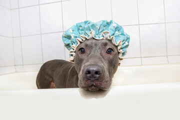 an Amstaff dog in a shower cap is standing in the bath