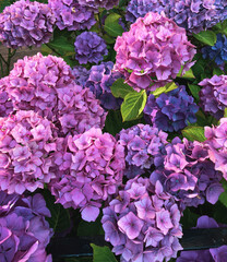 purple hydrangea flowers