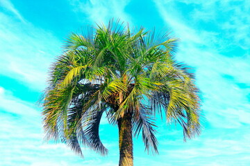 Brazilian exotic palm leaf. Isolated pal tree (Butia eriospatha) on blue sky. This feather-palm is native to areas of Southern Brazil above 1000m sea level.  