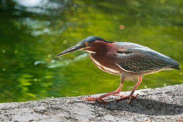 The green heron (Butorides virescens)