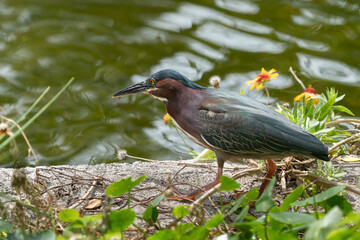 The green heron (Butorides virescens)