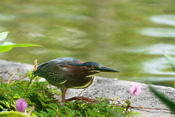 The green heron (Butorides virescens)