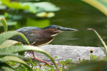 The green heron (Butorides virescens)
