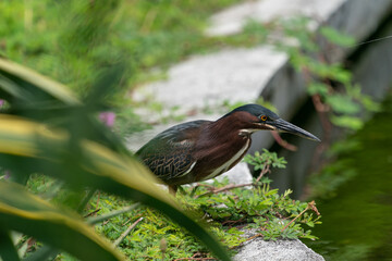 The green heron (Butorides virescens)