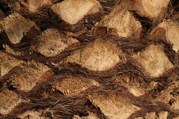 Palm tree trunk detail of the background pattern. Palm tree trunk texture .Cracked bark of old tropical palm trees. Upper trunk detail of palm tree background texture pattern. Exotic travel. Jungle
