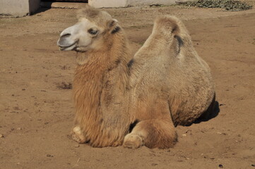 Animals - traditionally (since Aristotle) distinguished category of organisms, currently considered...