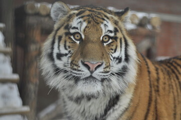 Animals - traditionally (since Aristotle) distinguished category of organisms, currently considered as a biological kingdom.