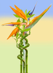 Lucky bamboo et oiseau de paradis 