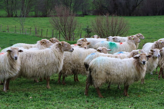 Troupeau de mouton basco béarnais broutant dans les prés au pays basque