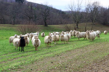 Troupeau de mouton basco béarnais blanc et noir pâturant dans les prés au pays basque - obrazy, fototapety, plakaty