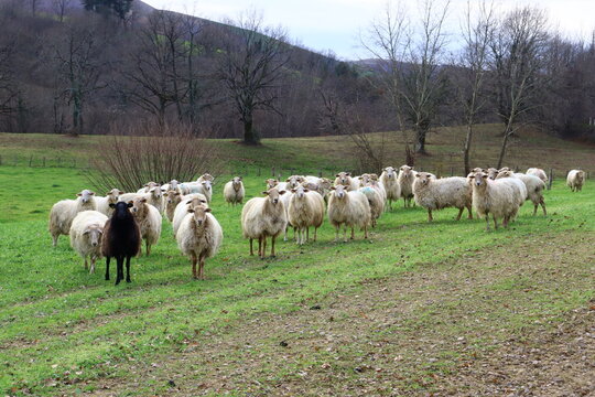 Troupeau de mouton basco b&eacute;arnais blanc et noir p&acirc;turant dans les pr&eacute;s au pays basque