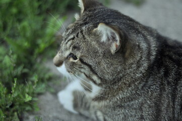 Animals - traditionally (since Aristotle) distinguished category of organisms, currently considered as a biological kingdom.