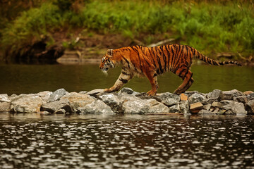 male Siberian tiger (Panthera tigris tigris) goes over the water on a stone dam