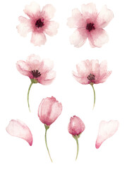 Watercolor collection with pink flowers, bud, petal isolated on white background. Elements for spring cards, poster etc.