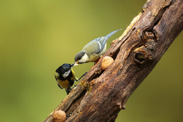 Great tit (Parus major) the young bird receives food from the female
