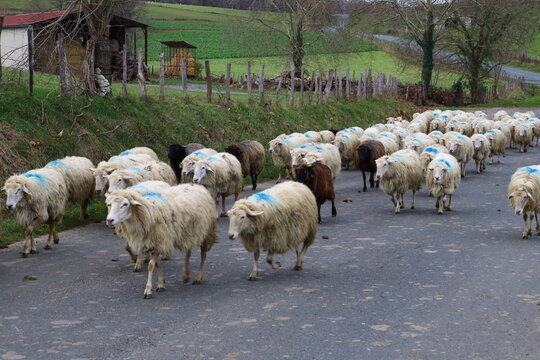 Troupeau de moutons basco béarnais beige et noir rentrant à la bergerie