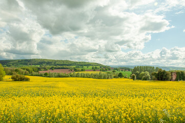 field of canola.