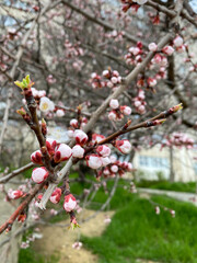 Blooming tree