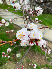 Blooming tree