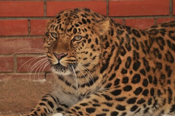 Animals - traditionally (since Aristotle) distinguished category of organisms, currently considered as a biological kingdom.