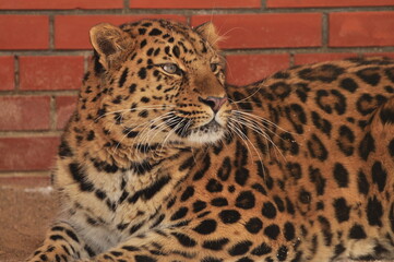 Animals - traditionally (since Aristotle) distinguished category of organisms, currently considered as a biological kingdom.