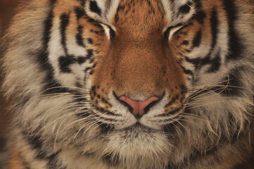 Animals - traditionally (since Aristotle) distinguished category of organisms, currently considered as a biological kingdom.