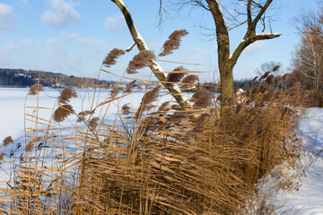 Dry reed near the lake on a winter sunny day in the wind