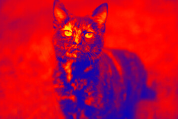 Wild cat on a red background. Illustration of thermal image
