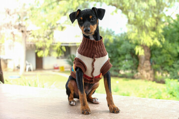 Baby dog Pincher is resting sunbathing wearing gay friendly clothes