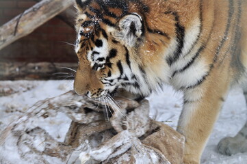 Animals - traditionally (since Aristotle) distinguished category of organisms, currently considered as a biological kingdom.