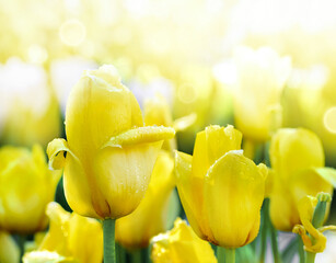 Yellow tulips with raindrops on the petals