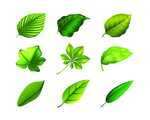 Set of Green leaf, ecology nature element vector icon, Leaf Icon, green leaf ecology nature elements vector