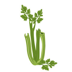 Juicy sprigs of green celery with leaves. Healthy vegetables and herbs from the garden. Vector illustration on a white background