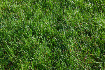 green grass background