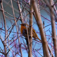 pettirosso nei cespugli vicino al lago