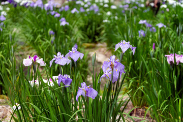 色とりどりの菖蒲や紫陽花が咲く卯辰山公園花菖蒲園