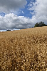 A field of oats under a cloudy sky, Sainte-Apolline, Québec, Canada