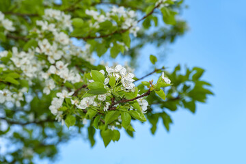 Blooming pear background. White pear flowers against the blue sky, selective soft focus. Abstract natural background. Template for postcards.