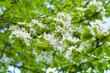 Pear blossom background. White pear flowers, selective soft focus. Abstract natural background. Template for postcards.