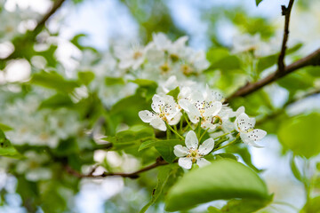 White flowers of a pear. Blossoming pear background in spring, selective soft focus. Abstract natural background. Template for postcards.
