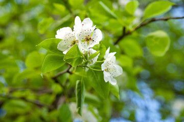 White pear flowers. Close-up of blossoming pear branch background in spring, selective soft focus. Abstract natural background. Template for postcards.