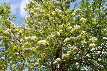 White pear flowers. Pear blossom background, selective soft focus. Abstract natural background. Template for postcards.