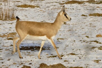 Animals - traditionally (since Aristotle) distinguished category of organisms, currently considered as a biological kingdom.
