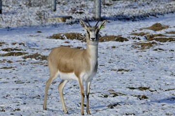 Animals - traditionally (since Aristotle) distinguished category of organisms, currently considered as a biological kingdom.