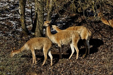 Fototapeta premium Animals - traditionally (since Aristotle) distinguished category of organisms, currently considered as a biological kingdom.