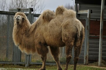 Animals - traditionally (since Aristotle) distinguished category of organisms, currently considered...